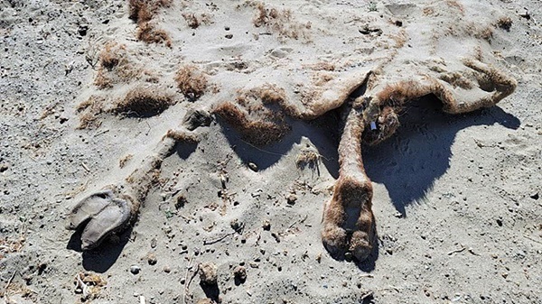 ▲바얀투로이 마을 옆 사막 모래에 낙타 시체가 묻혀있다. 몽골에서 동물 시체를 보는 건 아주 흔한 일이다.   ⓒ오문수