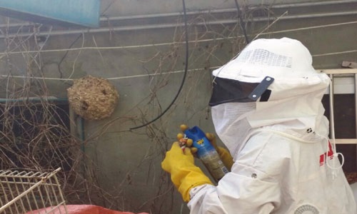 벌집 제거하는 여수소방대원(자료사진)
