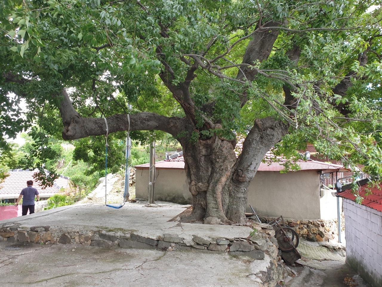 ▲ 송도 마을 중앙에 있는 수백 년 된 팽나무  ⓒ정병진