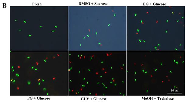 ▲ 형광을 이용한 정자의 안정성 분석(초록색은 살아있는 정자, 빨간색 죽은 정자)