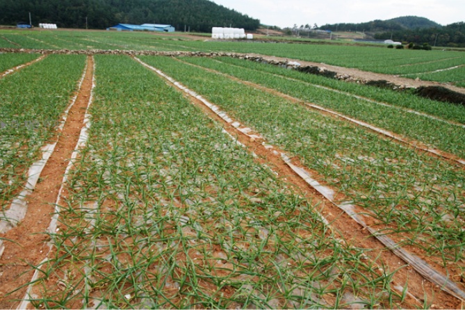 ▲고흥 친환경 마늘농가