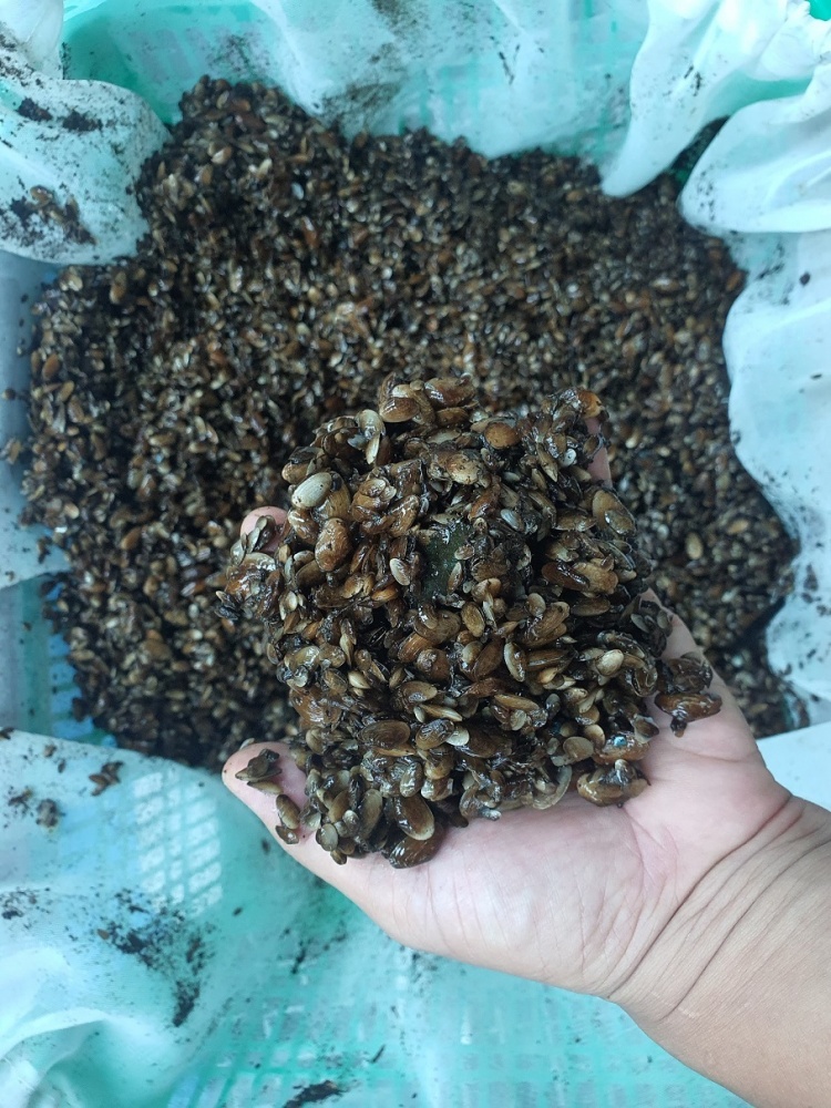 ▲ 우럭조개 인공종자