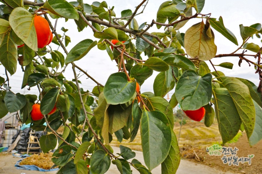 ▲ 유기농생태마을로 지정된 담양 시목마을