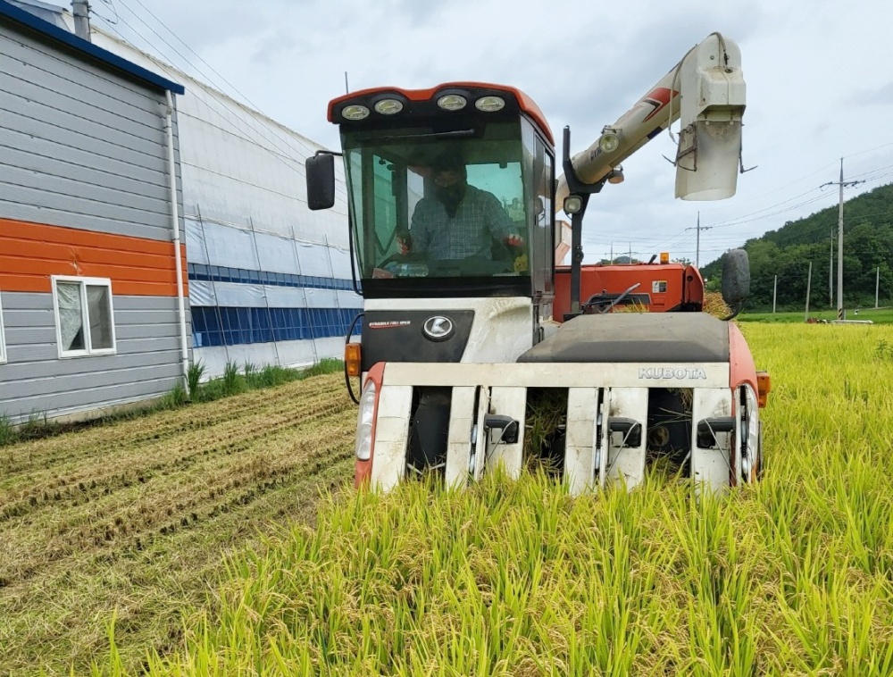 ▲ 소라면 복산리 친환경농업재배단지 벼 수확 모습