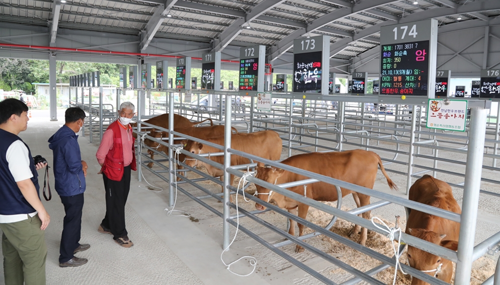 ▲ 화순 스마트가축시장