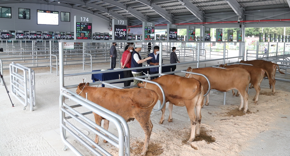 ▲ 화순 스마트가축시장