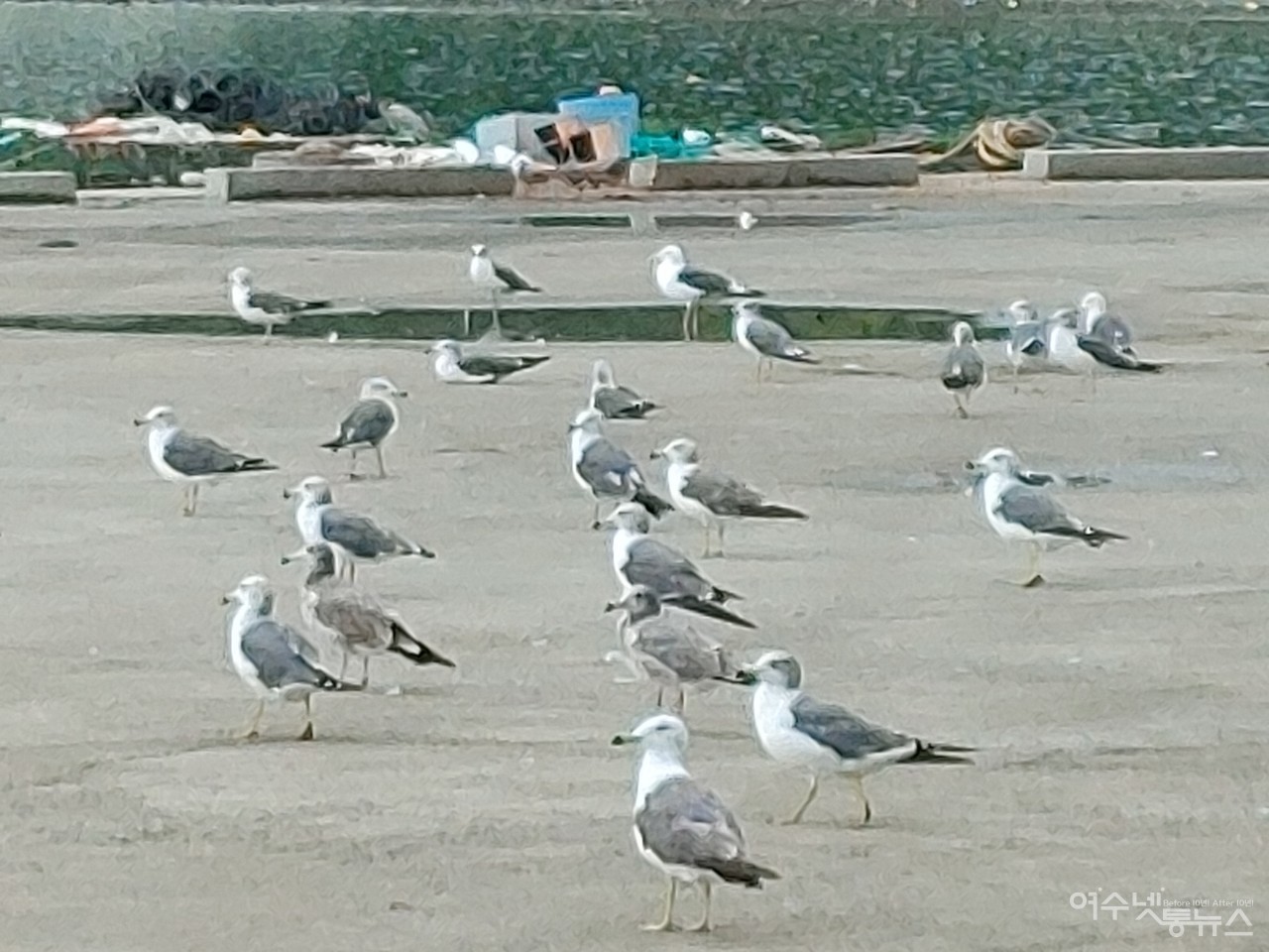 ▲ 역대급 태풍을 앞두고 갈매기들이 포구에 쉬고 있는 모습 ⓒ심명남