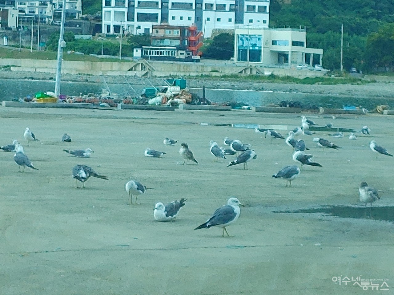 ▲ 태풍전야 갈매기들이 포구에서 쉬고 있는 모습 ⓒ심명남
