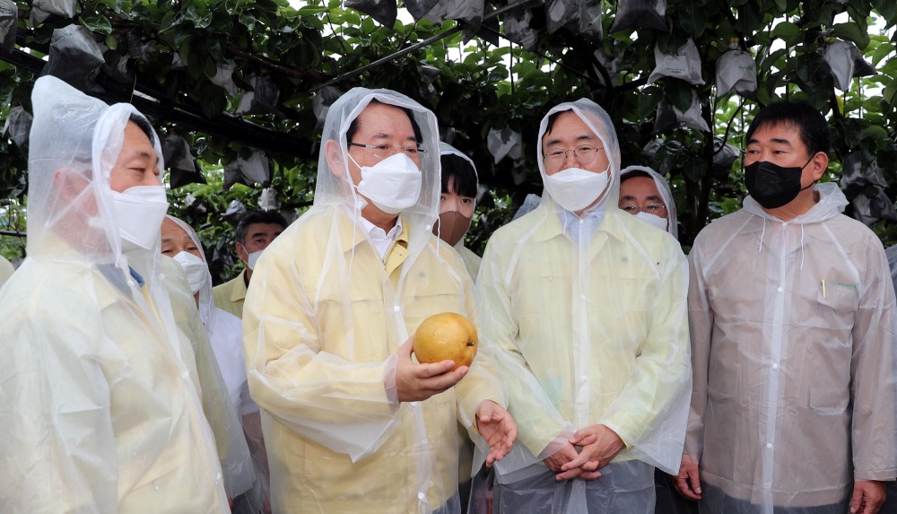 ▲ 나주 배 재배농가를 방문한 김 지사