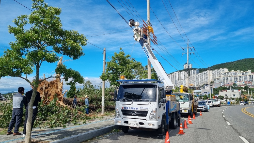 ▲ 국동 전도된 가로수 제거 및 한전선로 복구 
