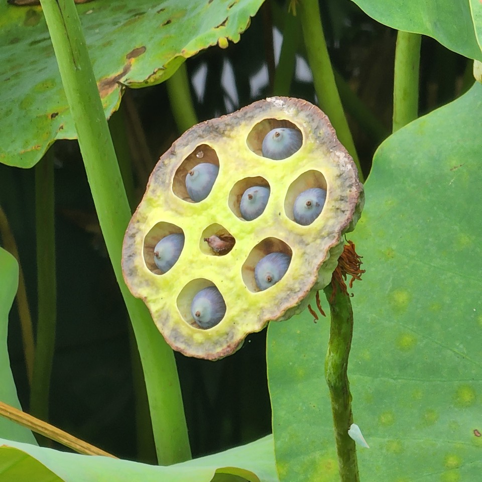 ▲ 자신의 이름을 드러내지 않고 청정한 마음으로 살 수 없을까?
