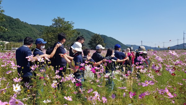 ▲ 북촌 코스모스 축제에서 한컷