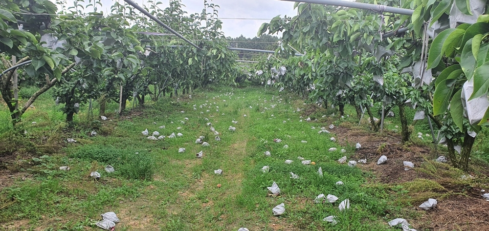 ▲ 나주 금천면 배 낙과현장
