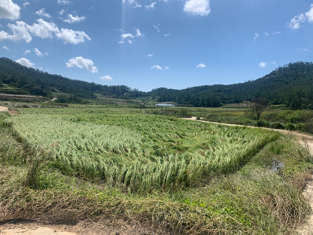 ▲ 신안 하의면 벼 도복 현장