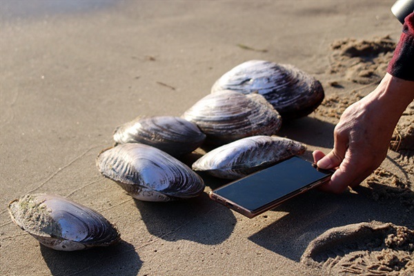 ▲이른 아침 보이르호수가에 갔더니 핸드폰 크기의 조개 50여 개가 파도에 밀려와 있었다. 몽골인들은 조개가 물을 정화해준다고 믿어 조개를 잡지 않는다고 한다. 일행은 파도에 떠밀려온 조개를 호수 속으로 던져주었다. ⓒ오문수