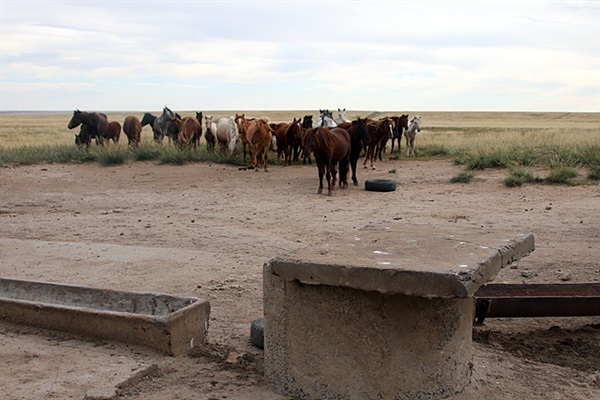 ▲ 끝없는 초원을 달리다 말들이 보이는 곳에 가니 주인이 나타나 물을 주는 줄 알고 말들이 다가왔다. 앞에 보이는 시멘트 건조물을 들추니 우물이 나타났다.  ⓒ오문수