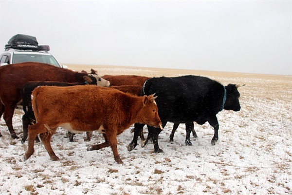 ▲ 사진속 맨앞에 보이는 송아지의 코에 걸린 게 마스크? 다 자란 송아지가 어미소 젖을 빨아먹지 못하게 한 입마개다. 우유를 더 많이 생산해 내기위해 고안한 유목민들의 발명품이다. ⓒ오문수