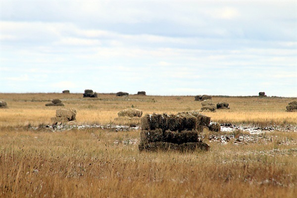 ▲ 실링복드 인근에서는 겨울철에 가축들에게 먹일 목초를 채취하고 있었다. ⓒ오문수