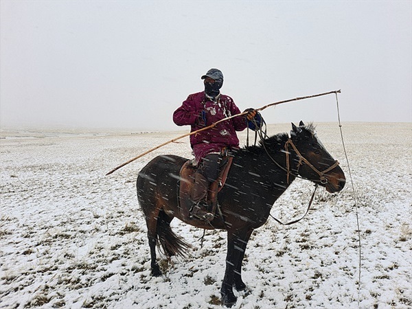 ▲ 눈속에서 소떼를 몰고 나타난 유목민. 갈길을 물으니 친절하게 가르쳐줬다. ⓒ오문수