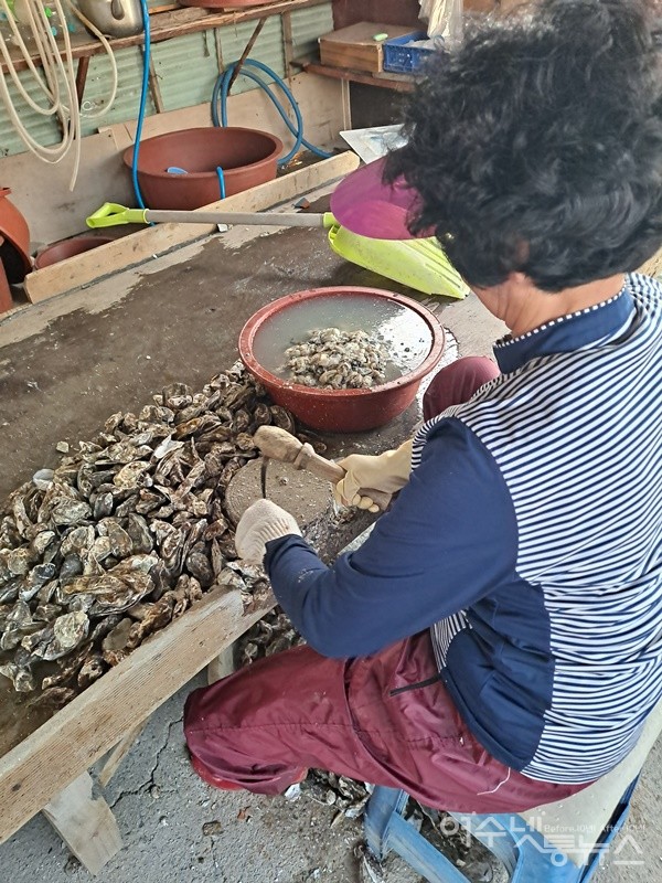 ▲아낙이 굴 따는 조새를 이용해 굴을 까고 있다.  ⓒ조찬현