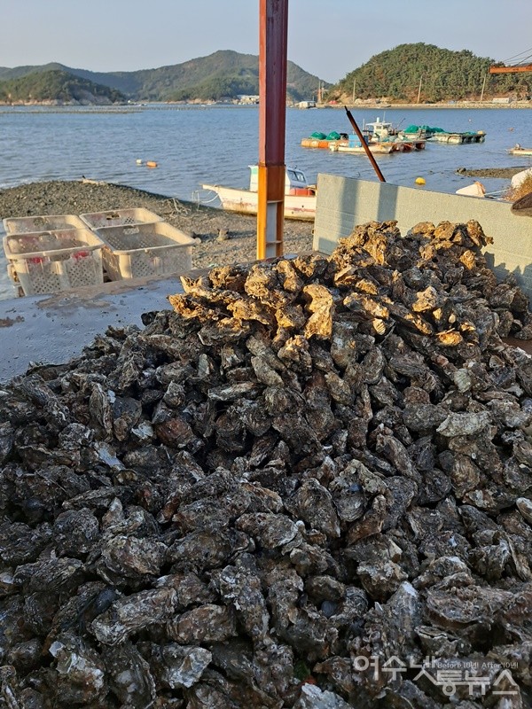 ▲손님상에 올리기 위해 손질해놓은 각굴이다.  ⓒ조찬현