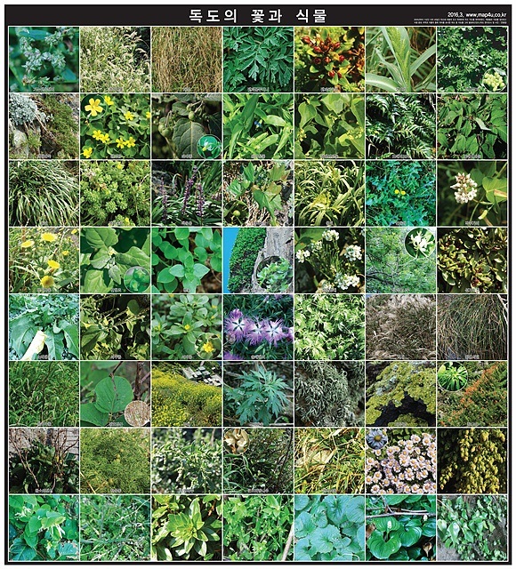 ▲안동립씨가 90여일 동안 독도주민숙소에 머물며 독도에 자생하고 있는 식물을 촬영한 독도식생사진. 독도에는 큰 돌섬 두개만 있는 줄 알지만 전혀 아니다ⓒ 안동립