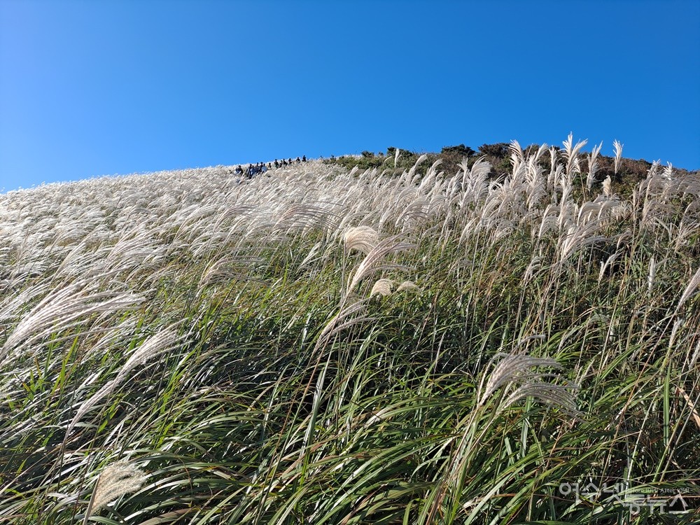 ▲ 억새 물결이 눈물겹도록 고운 제주 새별오름이다. ⓒ조찬현