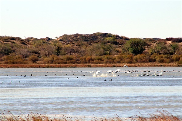 ▲ 다리강가 마을에서 약 13킬로미터 떨어진 "강가호"에는 9월말부터 10월 중순까지 수천마리의 고니가 날아든다. 몽골정부에서는 이곳을 자연보호구역으로 지정해 철조망을 둘러 보호하고 있다. ⓒ오문수