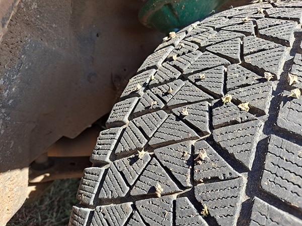 ▲일행이 탄 자동차 바퀴에 꽂혀있는 가시 모습. 들판에 자라는 이 가시에 찔리면 사람들도 깊은 상처를 입는다고 한다. 초원을 달리다 잠깐 휴식을 취하며 자동차를 둘러보다 발견했다. ⓒ오문수	