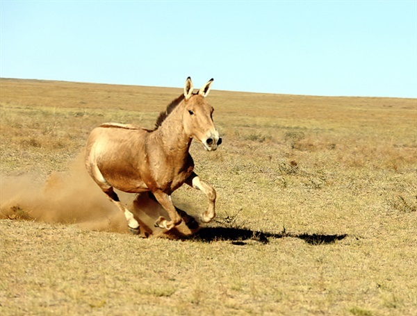 ▲ 늑대를 쫓아가다가 몽골인들도 보기 힘들다는 야생마를 만났다. 지그재그로 도망가는 말이 일행의 차에 근접해왔을 때 200mm 망원렌즈로 멋진 장면을 촬영했다. ⓒ안동립