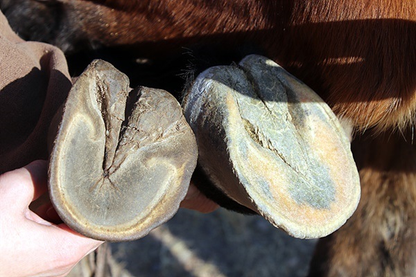 ▲   '모기'씨 막내동생이 오래전에 잡았다는 야생마 발굽(왼쪽)과 집에서 기르는 말발굽(오른쪽)을 비교하며 설명해줬다. 야생마 발굽은 가운데가 약간 움푹패여 있었고 갈라진 틈이 집에서 기르는 말보다 훨씬 커 잘달릴 수 있다고 한다. ⓒ오문수