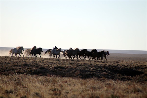 ▲ 초원에 승용차가 나타나자 놀라서 달리는 유목민 말들 ⓒ오문수