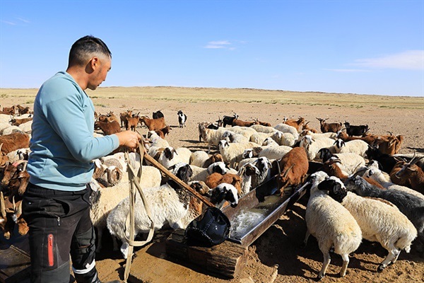 ▲ 가축들에게 물을 먹이는 '모기'씨 막내동생  ⓒ오문수