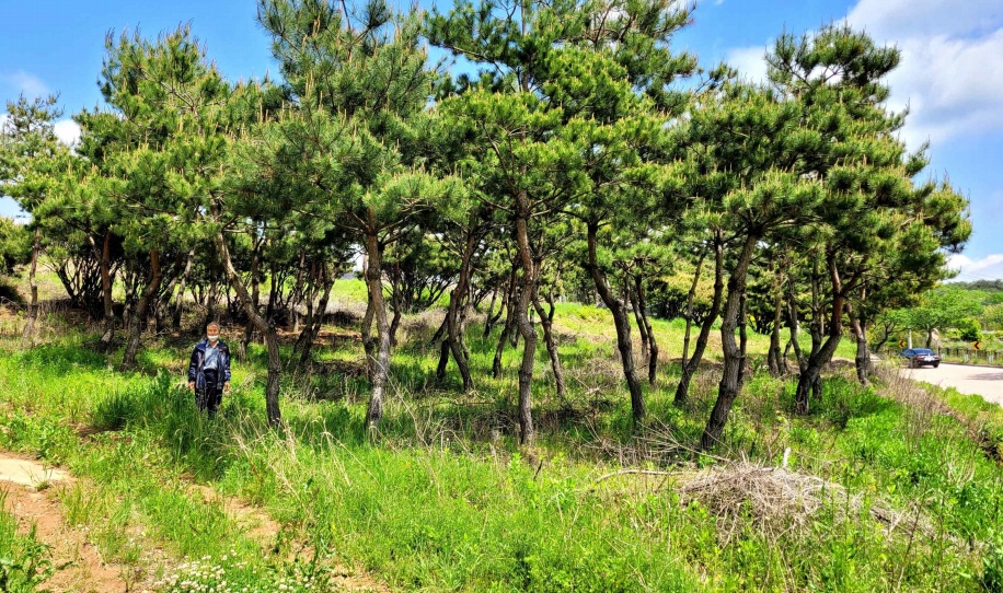 ▲전남 영광군 불갑면 쌍운리 소재 옴팍골. 주민 8명이 경찰에 의해 집단살해돼 묻힌 곳이다.  ⓒ진실화해를 위한 과거사 정리위원회 제공