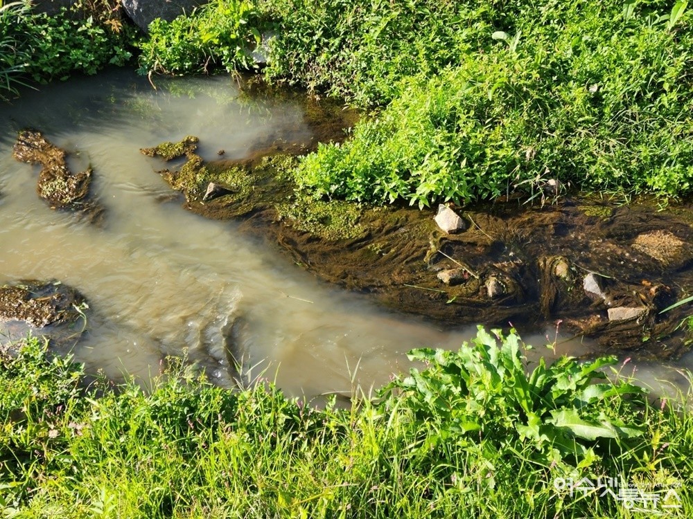 ▲여수 연등천으로 어제(2일)부터 하수 오염수가 흘러들고 있다. ⓒ강흥순