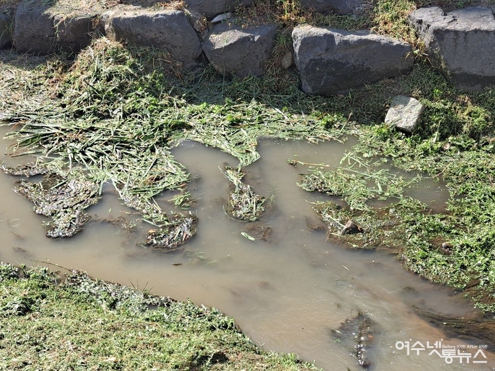 ▲ 제초 작업자들이 베어낸 풀을 하천에 다 버렸다.ⓒ조찬현