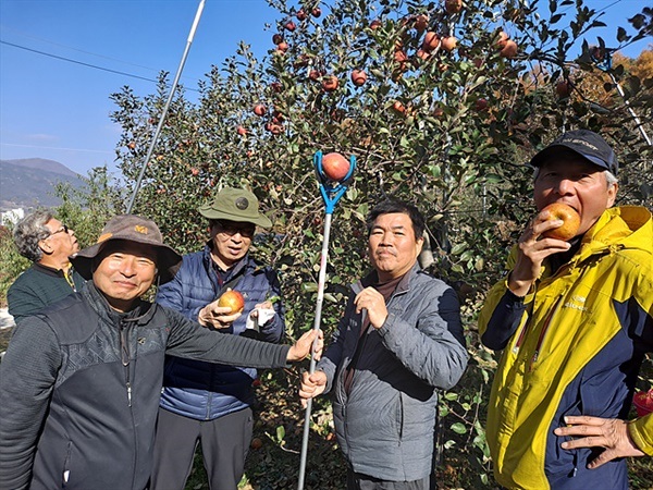 ▲사과농장체험 행사에 참가한 일행이 사과를 따고 있다. ⓒ오문수