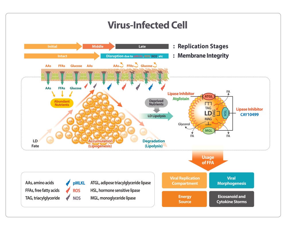 ▲ 광주 전남대학교 조경오, 전태일 교수팀 코로나변이주 치료제 후보 개발 모식도