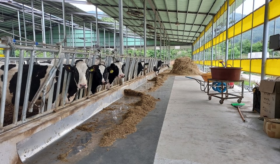 ▲ 젖소 사육 모습