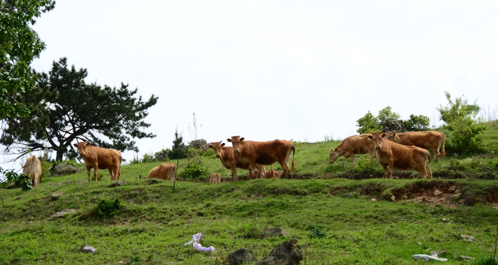 ▲ 한우 사육 모습