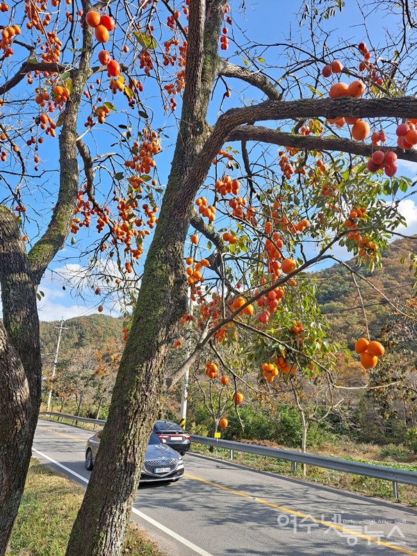 ▲ 선암사 가는 길가에는 감이 빨갛게 익어간다.ⓒ조찬현