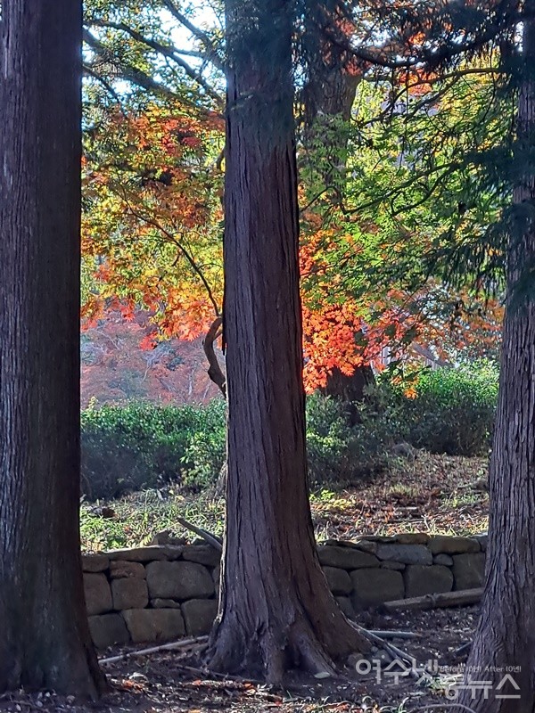 ▲ 선암사 편백나무 숲 너머의 단풍이 곱다.ⓒ조찬현