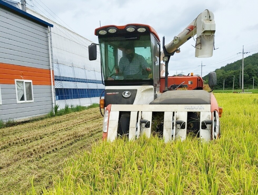 ▲ 지난 8월 여수 벼 수확 현장