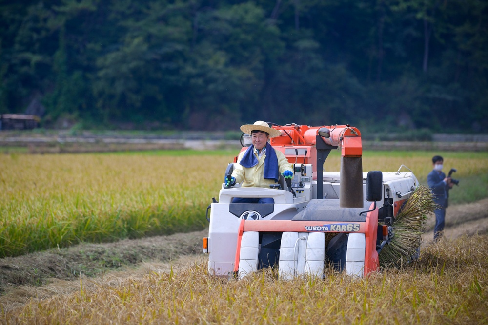 ▲ 벼농사 종합평가회에서 수확시연을 하는 정 시장