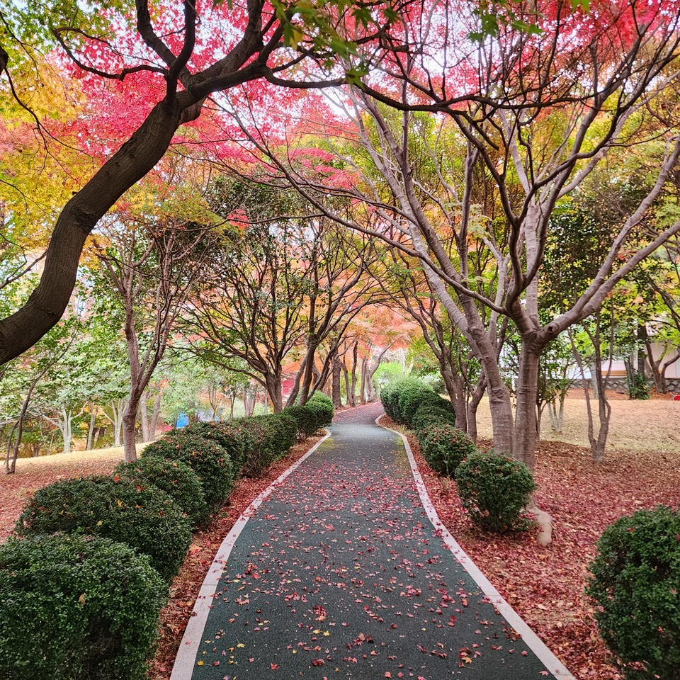 ▲ 가을은 자신을 겨울에게 기꺼이 헌신한다. 그렇게 새로움은 아픔 뒤에서 잉태하는 것이다.