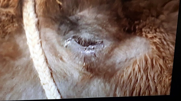 ▲  난산의 고통으로 갓나은 새끼에게 젖먹이기를 거부했던 낙타가 애절한 소리가 나는 마두금 연주 소리를 듣고 눈물을 흘리고 있다. 처음 새끼낙타에게 수유를 거부했던 낙타는 마두금에서 나는 애절한 소리를 들은 후 새끼에게 젖먹이기를 허락했다.  ⓒ몽골 가이드 저리거 제공