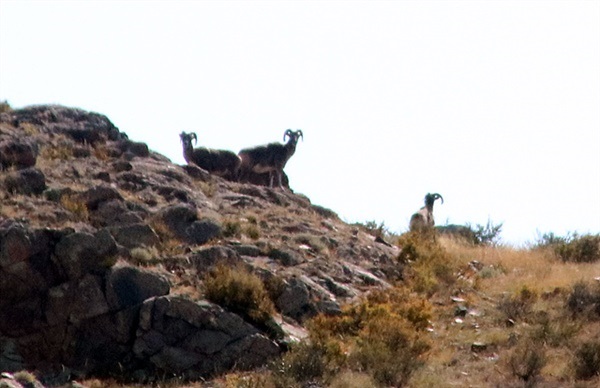 ▲처이르복드 산 정상에 야생동물 몇마리가 보여 망원렌즈로 촬영해 확대해 보니 야생염소인 양기르 세 마리였다. ⓒ오문수