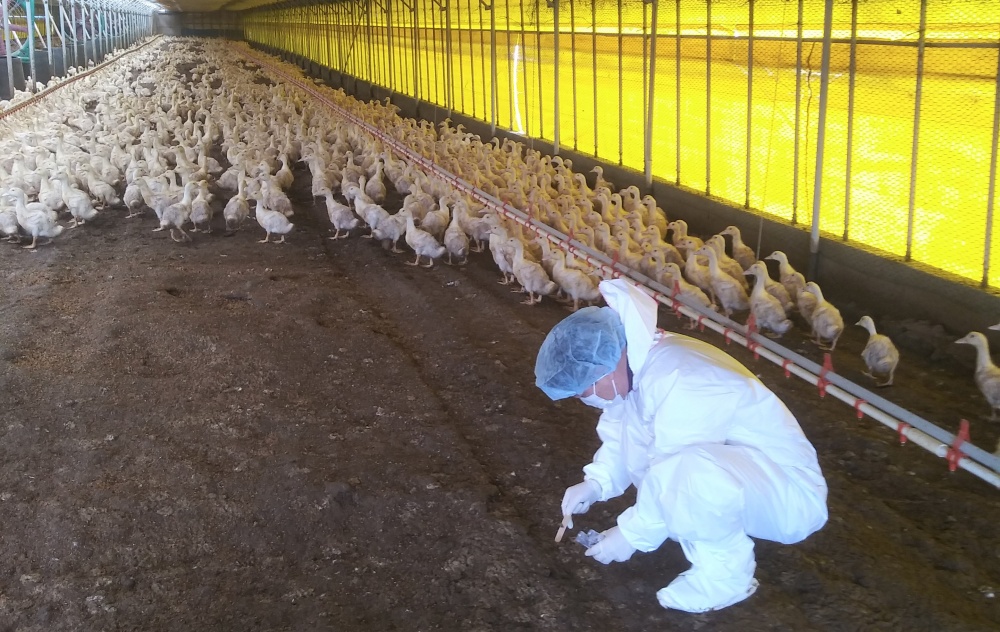 ▲ 질병신고 들어온 오리농장에서 분변 시료를 채취하고 있다.