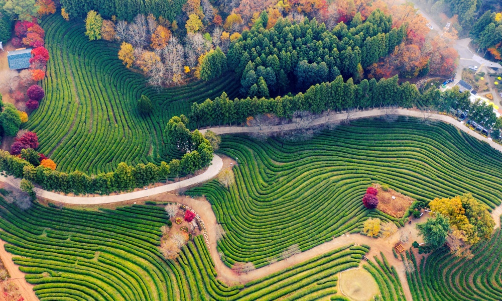 ▲  카타르월드컵서 홍보한 전남관광지 보성 대한다원