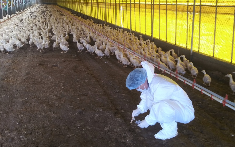 ▲ 조류인플루엔자 오리농장 시료 채취